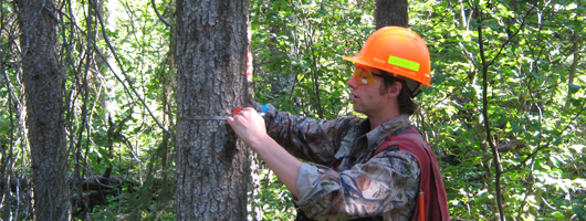 Avison Management Services - Forestry Management